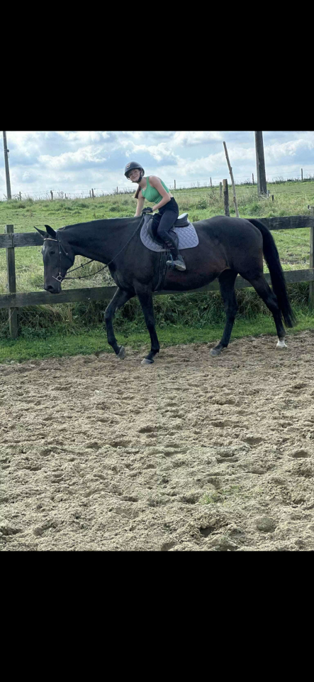 Mare Saddle Horse For sale 2012 Brown