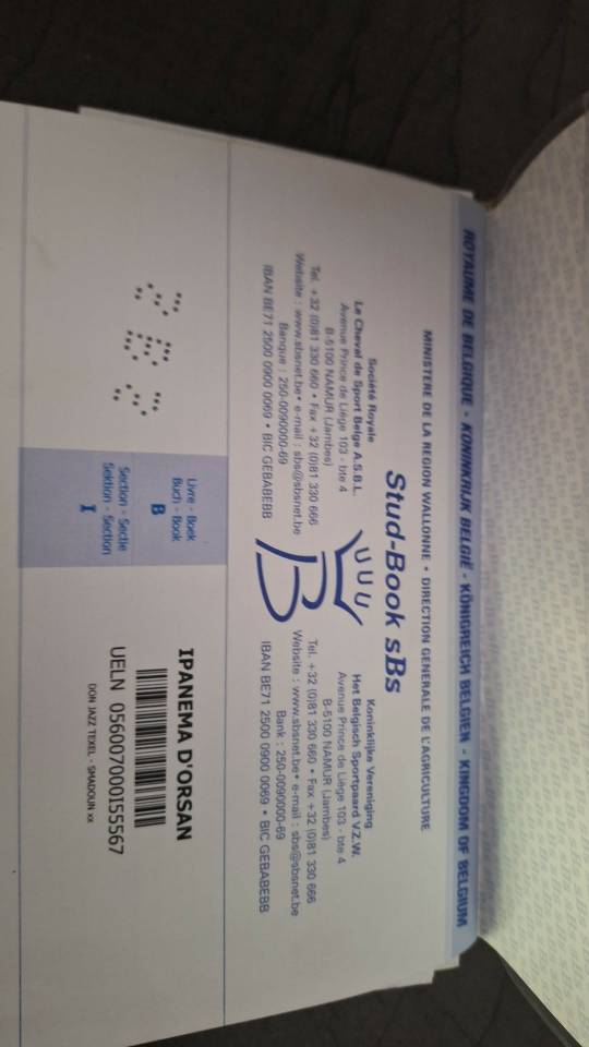 Mare Saddle Horse For sale 2012 Brown