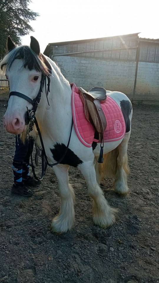 Stallion Other Pony Breed For sale 2019 Other color
