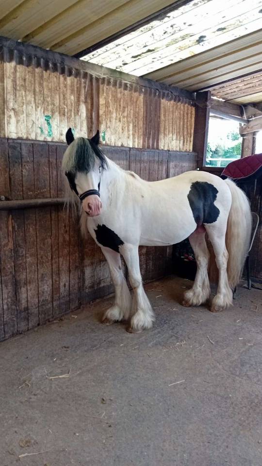 Stallion Other Pony Breed For sale 2019 Other color
