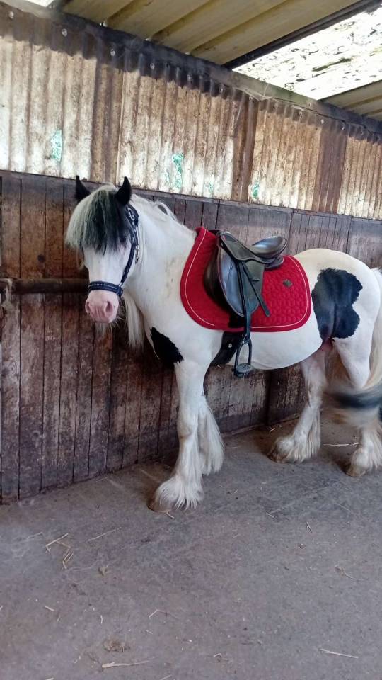 Stallion Other Pony Breed For sale 2019 Other color