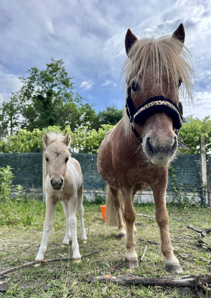 Colt Origin Recorded For sale 2026 Coloured