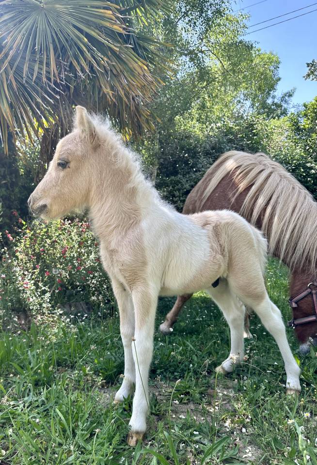Colt Origin Recorded For sale 2026 Coloured