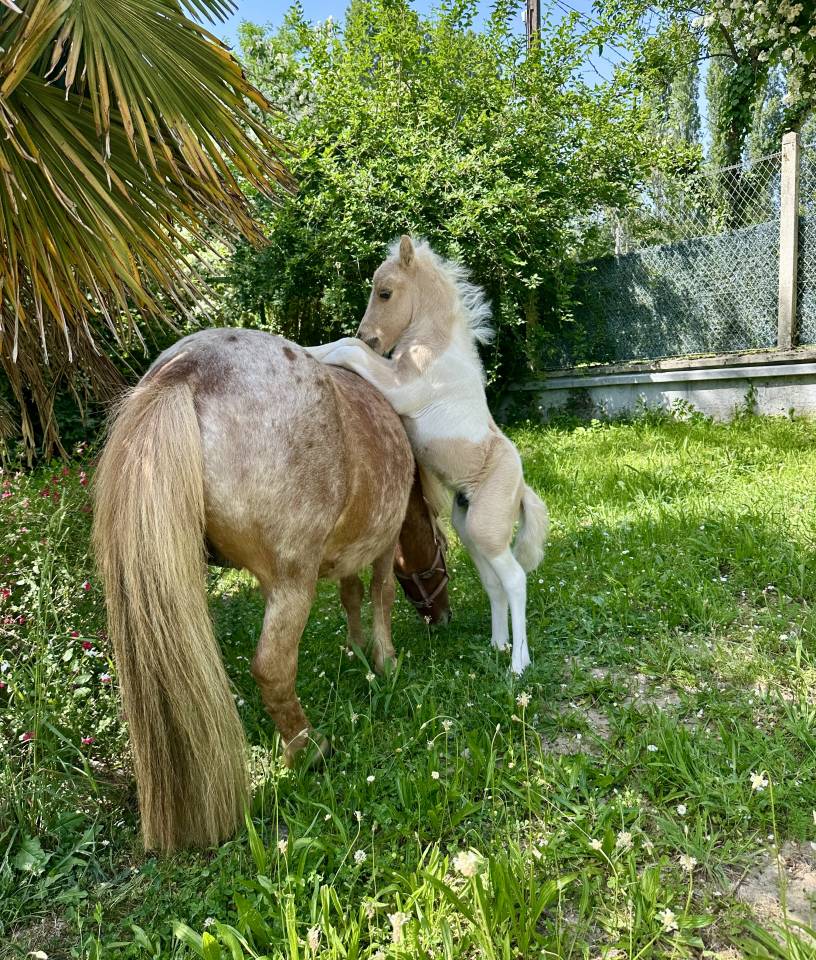 Colt Origin Recorded For sale 2026 Coloured