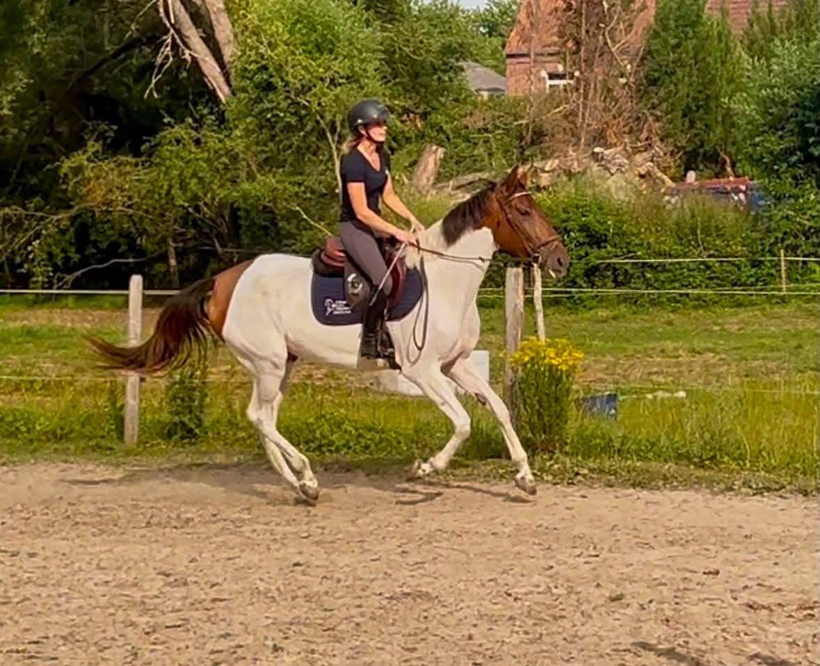 Mare No Origin Recorded For sale 2021 Coloured