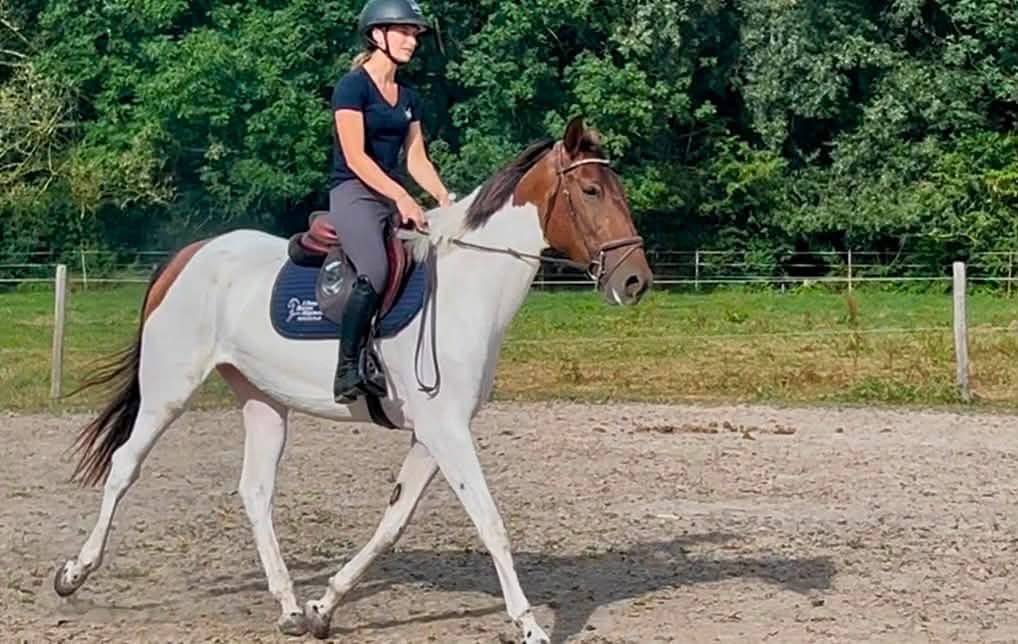 Mare No Origin Recorded For sale 2021 Coloured