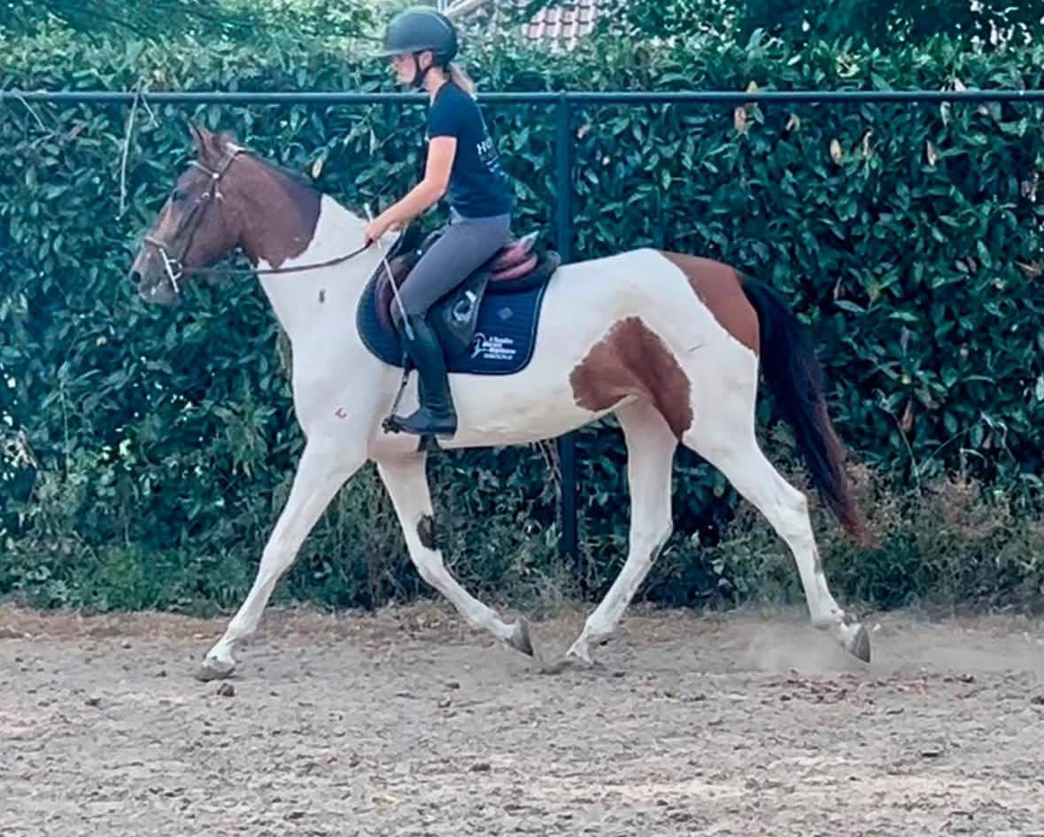 Mare No Origin Recorded For sale 2021 Coloured