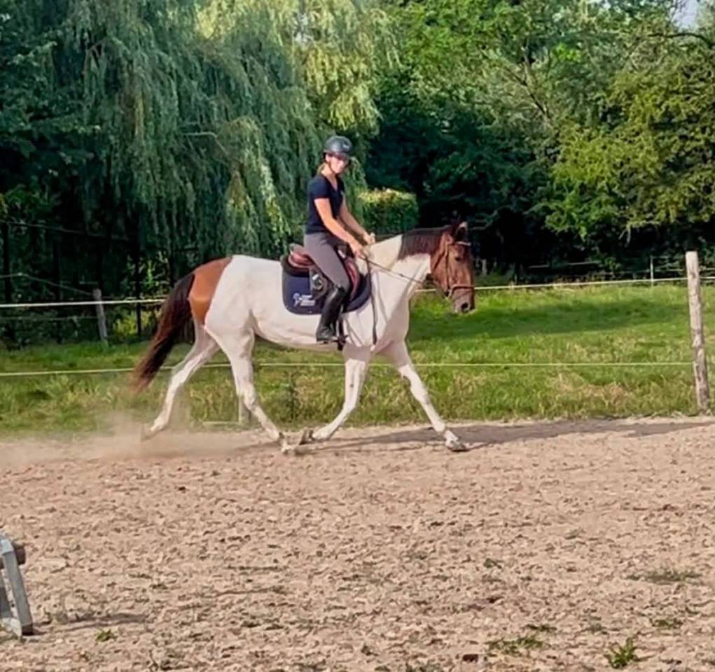 Mare No Origin Recorded For sale 2021 Coloured