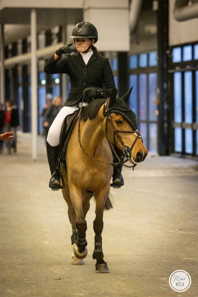 Gelding French Saddle Pony For sale 2015 Bay