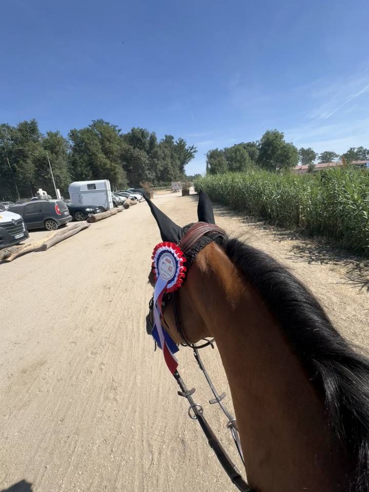 Gelding French Saddle Pony For sale 2015 Bay