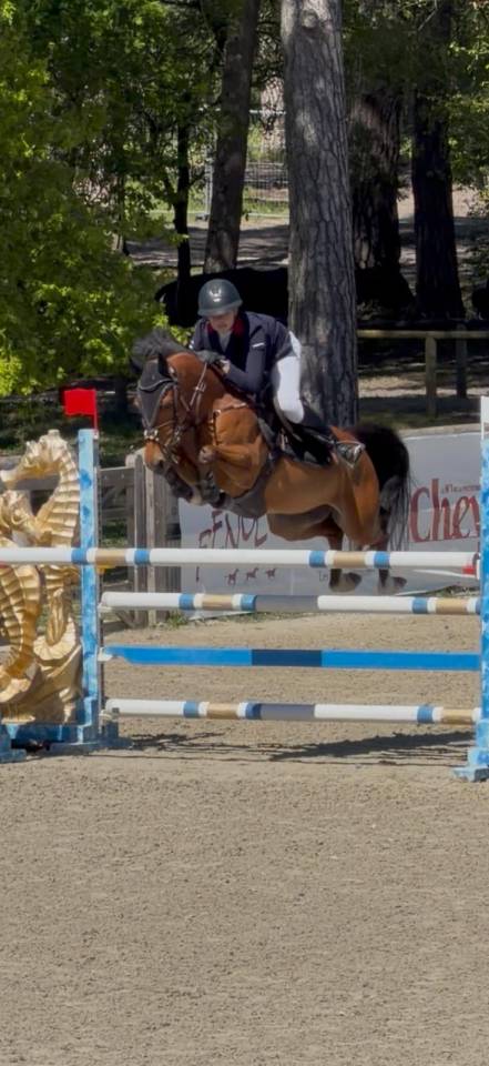 Gelding French Saddle Pony For sale 2015 Bay