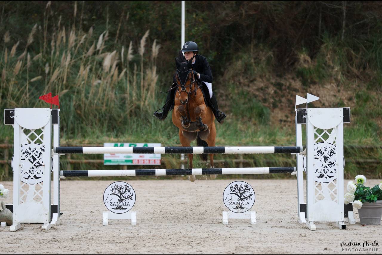 Gelding French Saddle Pony For sale 2015 Bay