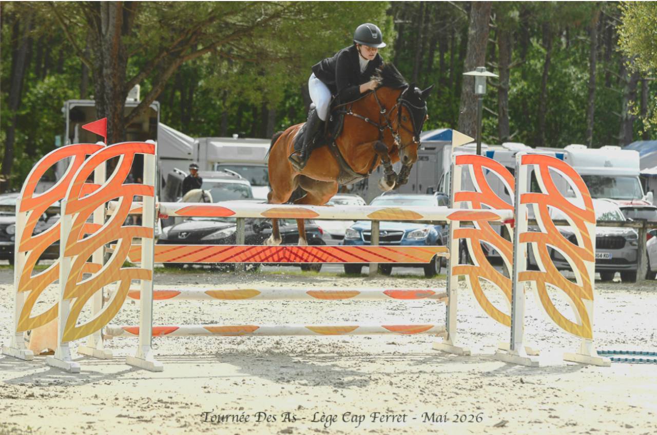 Gelding French Saddle Pony For sale 2015 Bay