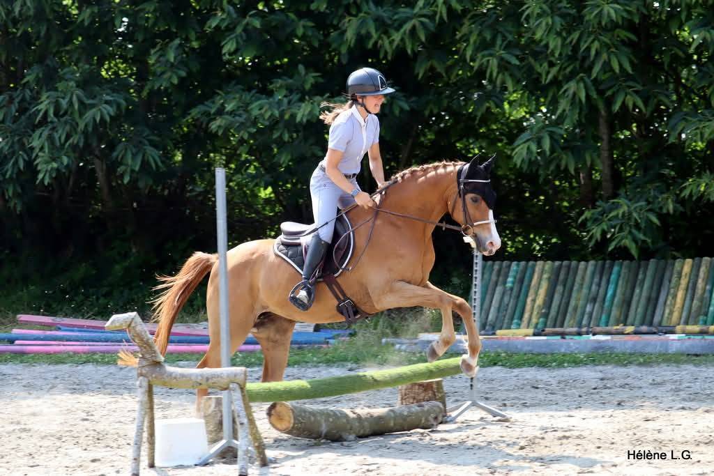 Mare Other Pony Breed For sale 2016 Chesnut