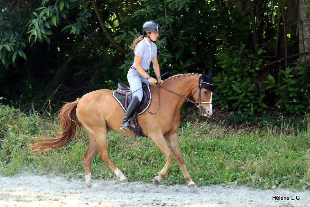 Mare Other Pony Breed For sale 2016 Chesnut