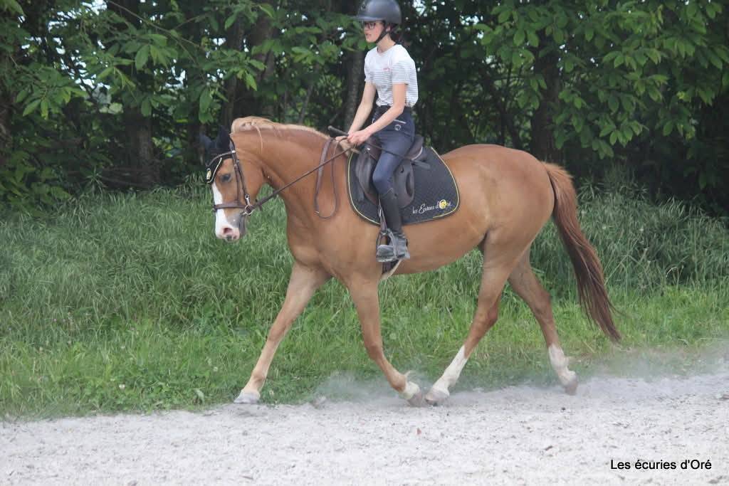 Mare Other Pony Breed For sale 2016 Chesnut