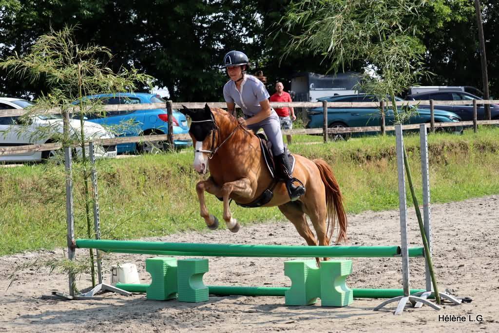 Mare Other Pony Breed For sale 2016 Chesnut