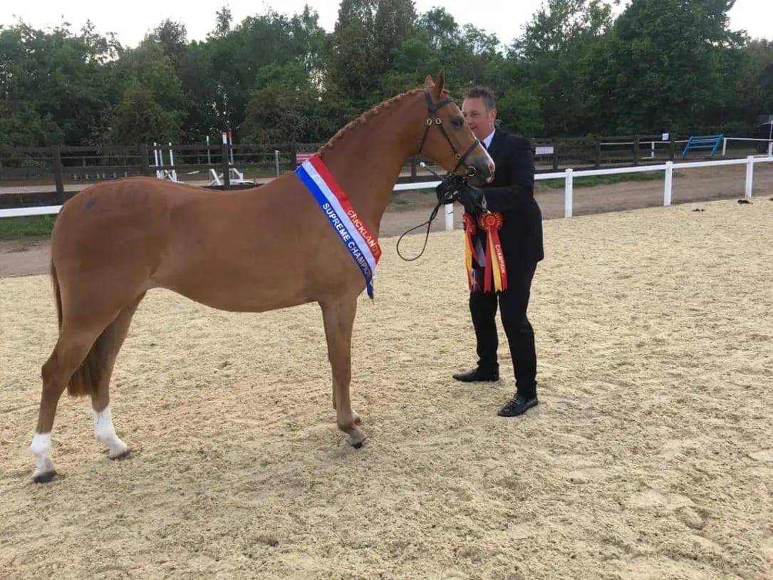 Mare Other Pony Breed For sale 2016 Chesnut