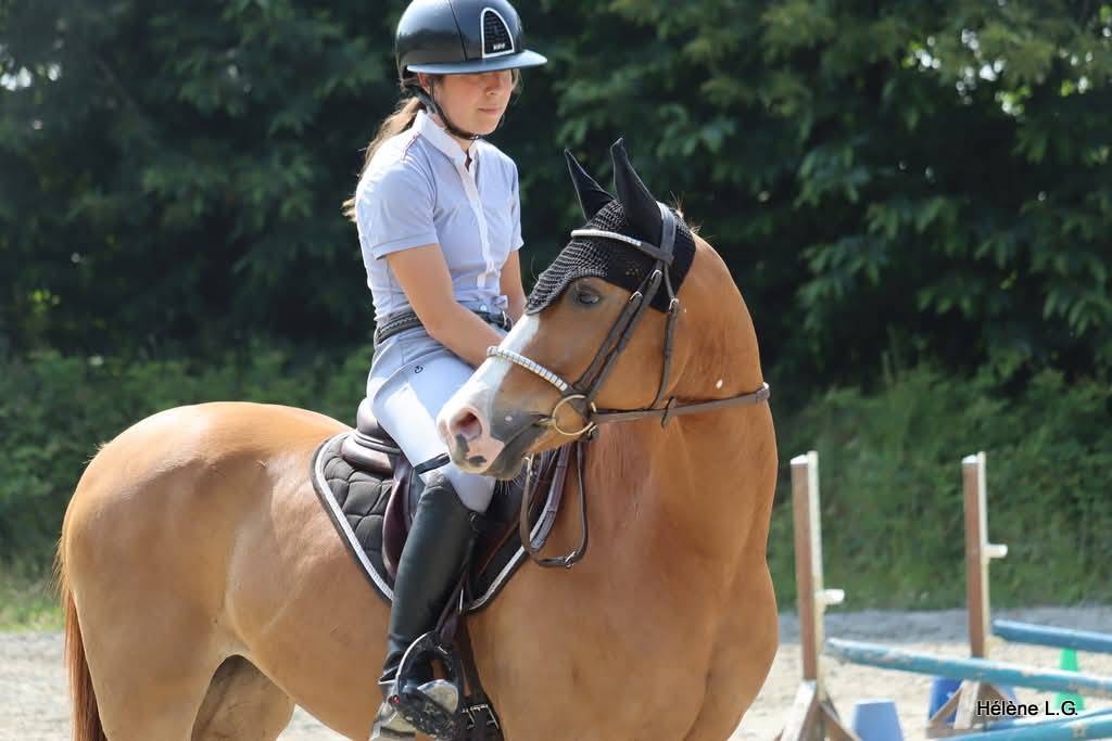 Mare Other Pony Breed For sale 2016 Chesnut