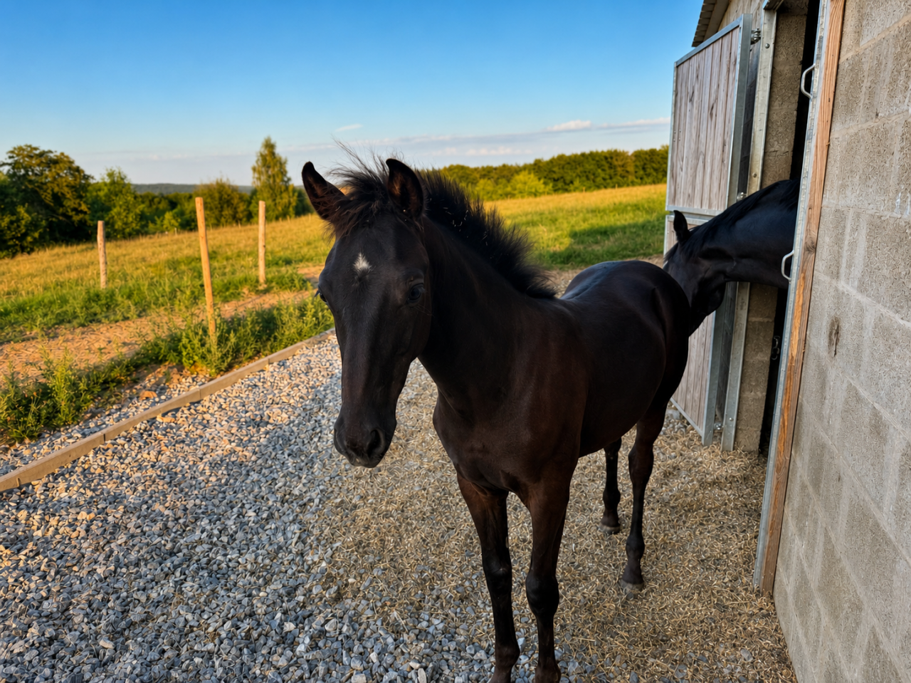 Stallion sBs Belgian Warmblood For sale 2026 Black