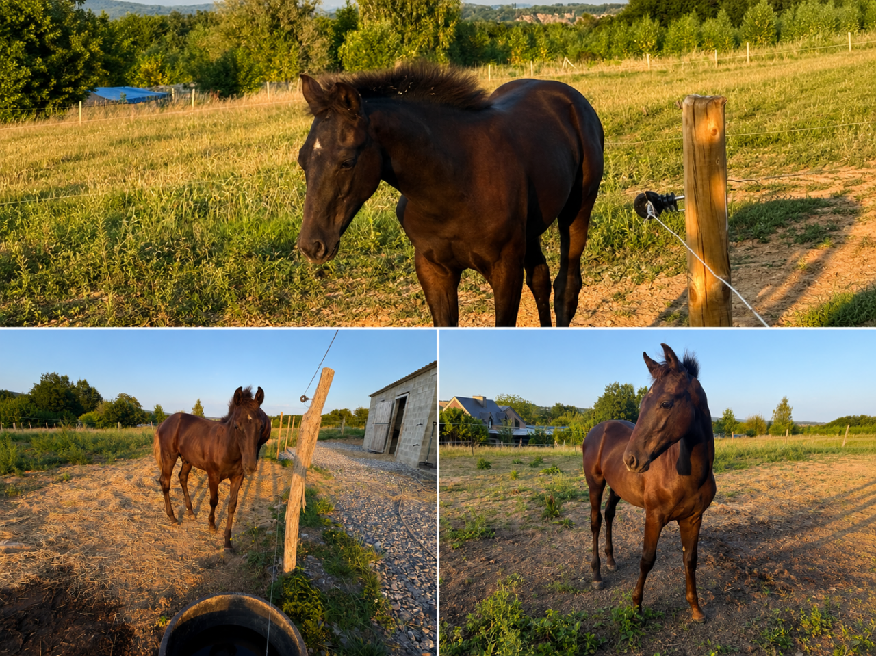 Stallion sBs Belgian Warmblood For sale 2026 Black
