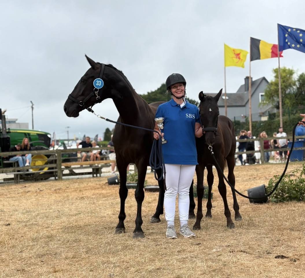 Stallion sBs Belgian Warmblood For sale 2026 Black