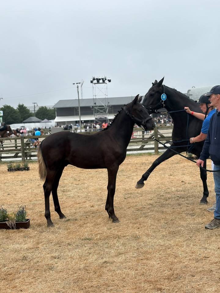 Stallion sBs Belgian Warmblood For sale 2026 Black