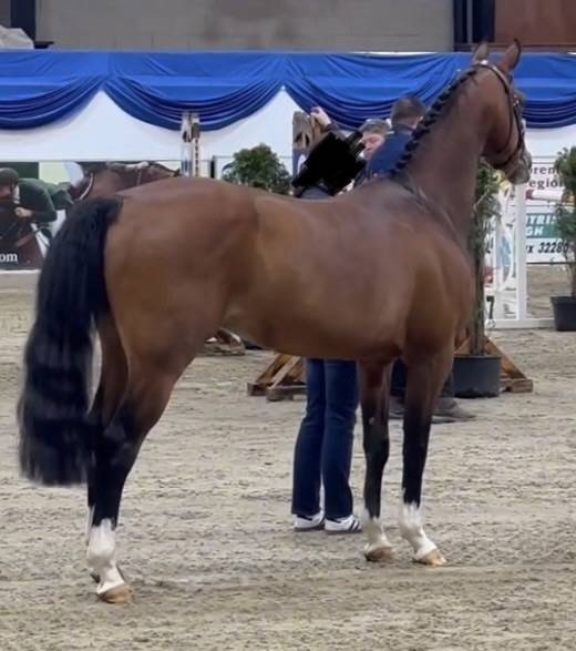 Filly French Saddle Pony For entrust 2026 Chesnut
