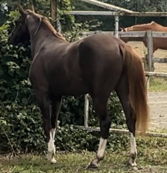Filly French Saddle Pony For entrust 2023 Liver chestnut