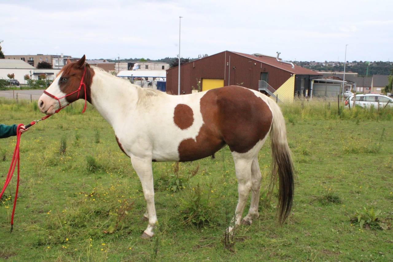 Filly Paint For sale 2020 Tobiano