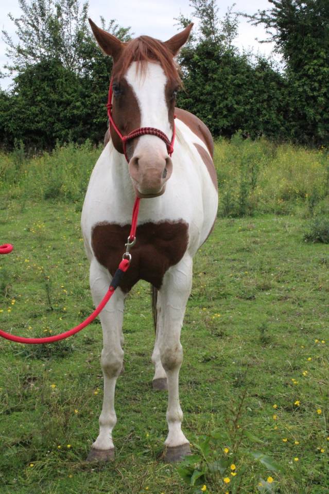 Filly Paint For sale 2020 Tobiano