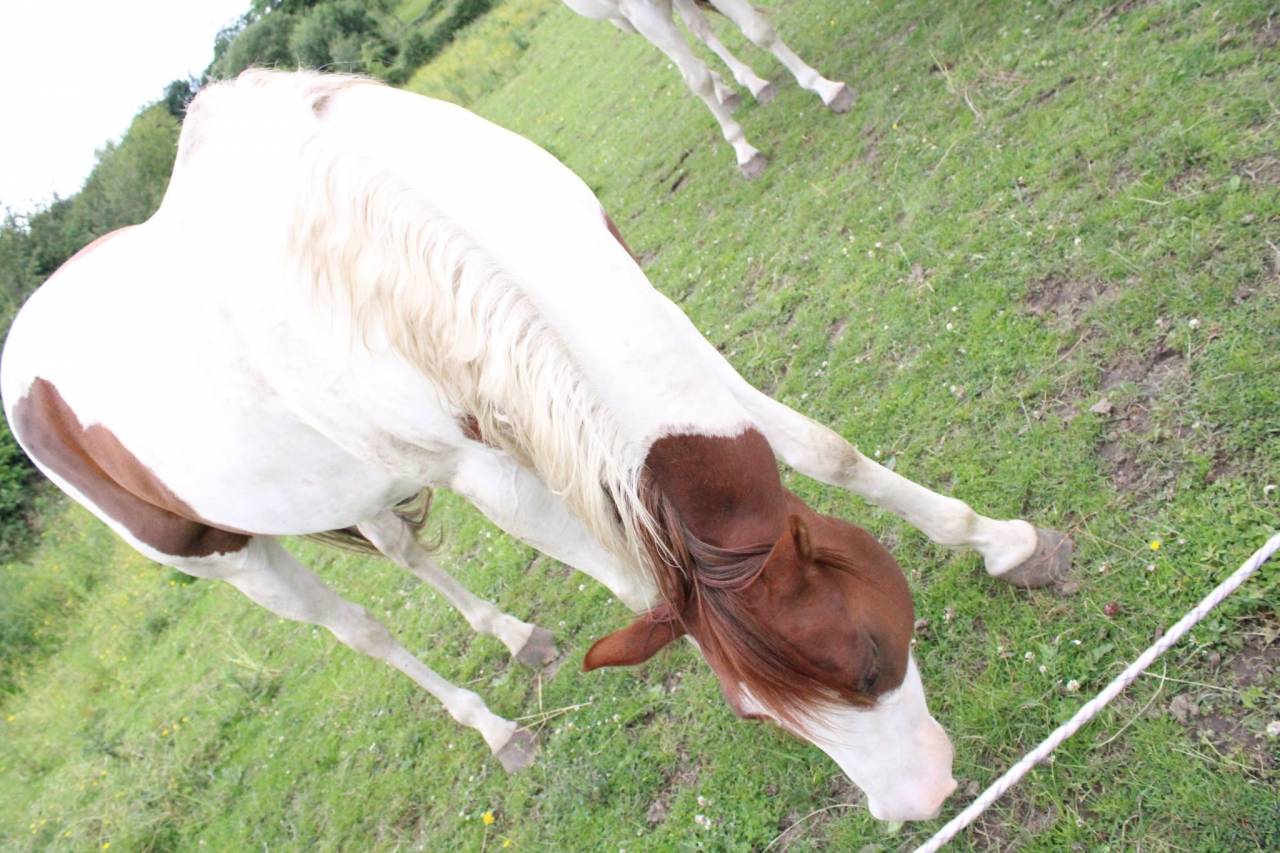 Filly Paint For sale 2020 Tobiano