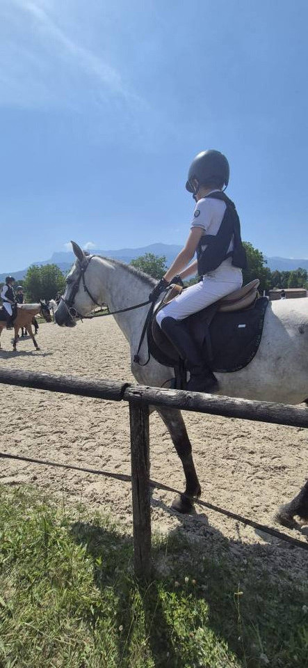 Gelding Connemara For sale 2022 Grey