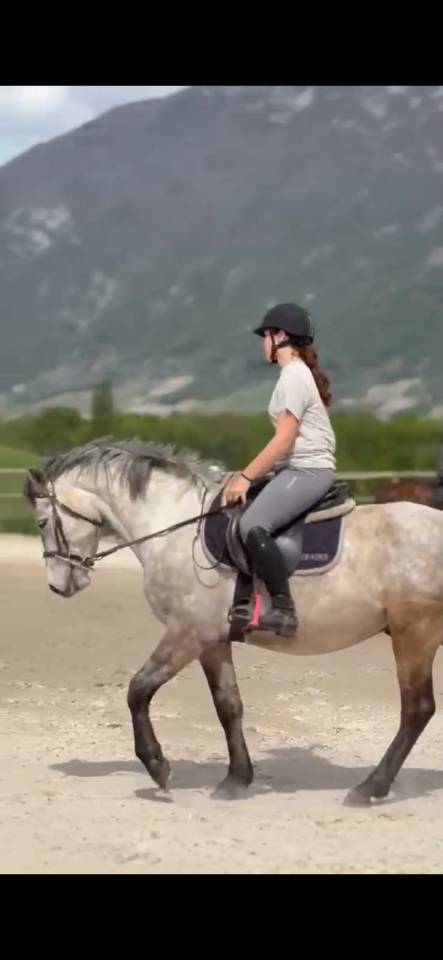 Gelding Connemara For sale 2022 Grey