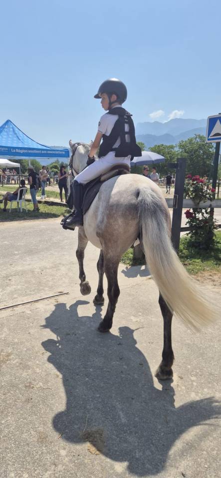 Gelding Connemara For sale 2022 Grey