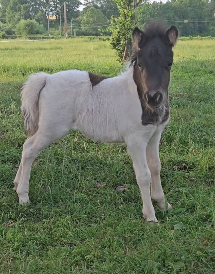 Filly Shetland Pony For sale 2026 Coloured