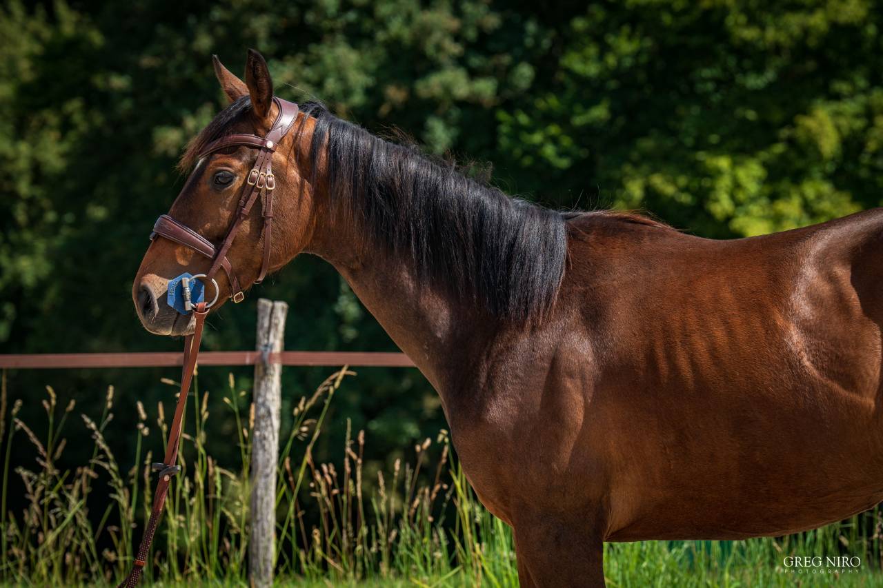 Gelding English Thoroughbred For sale 2024 Bay