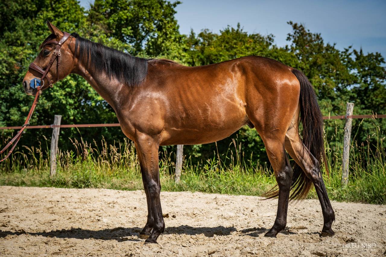 Gelding English Thoroughbred For sale 2024 Bay