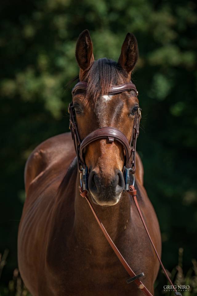 Gelding English Thoroughbred For sale 2024 Bay