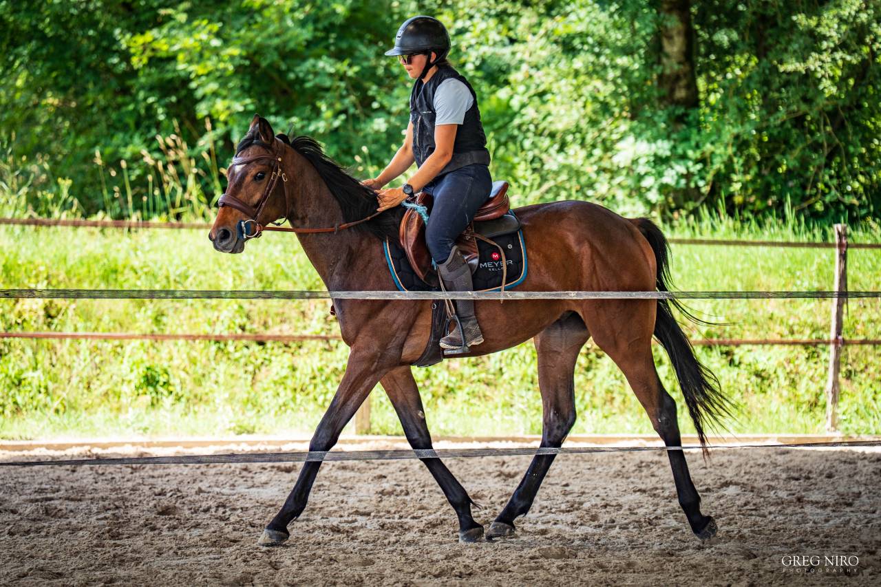 Gelding English Thoroughbred For sale 2024 Bay
