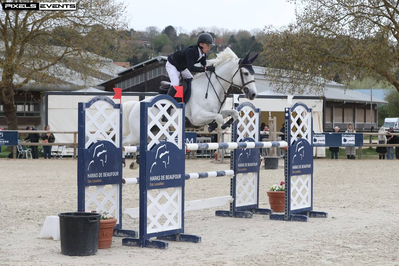 Stallion French Saddle Pony For sale 2017 Grey