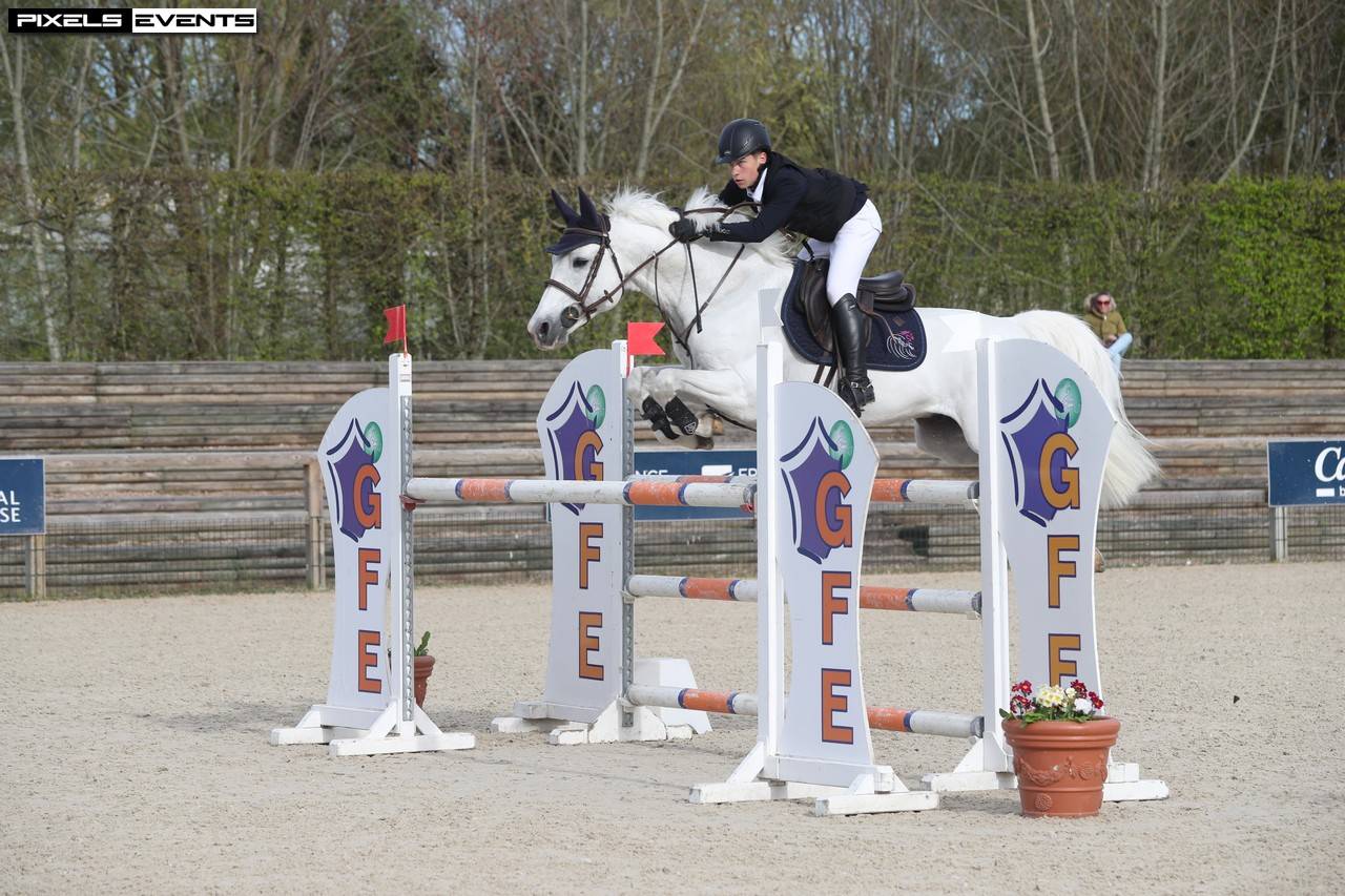 Stallion French Saddle Pony For sale 2017 Grey