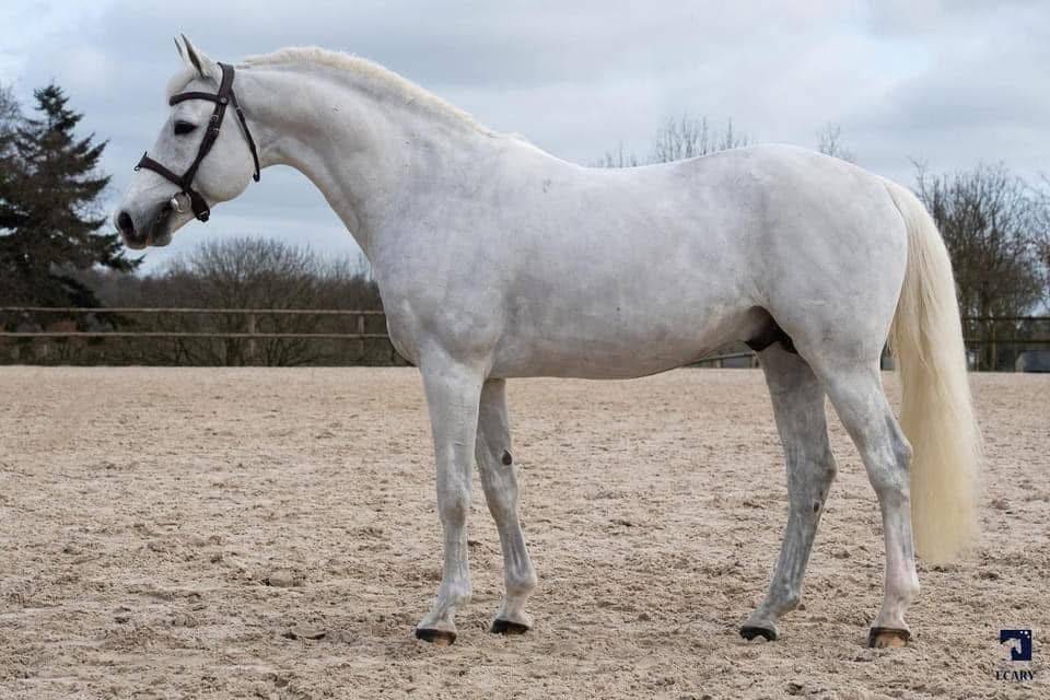 Stallion French Saddle Pony For sale 2017 Grey