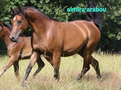 Gelding Arabian Thoroughbred For sale 2020 Bay
