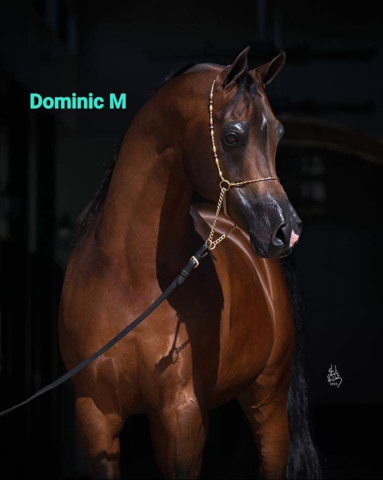 Gelding Arabian Thoroughbred For sale 2020 Bay