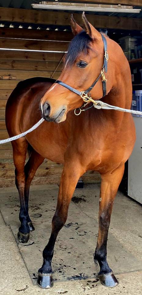 Gelding Arabian Thoroughbred For sale 2020 Bay