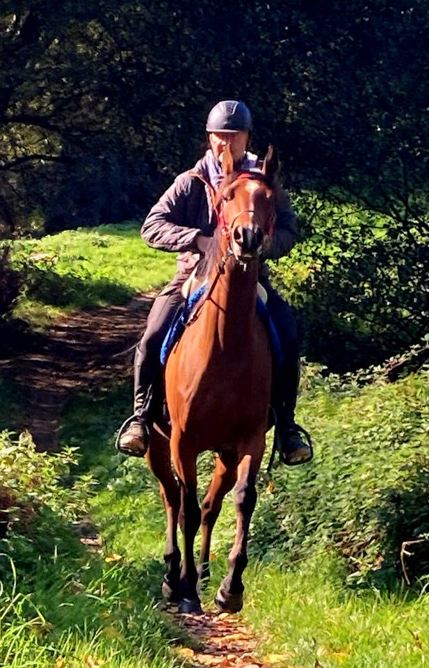 Gelding Arabian Thoroughbred For sale 2020 Bay