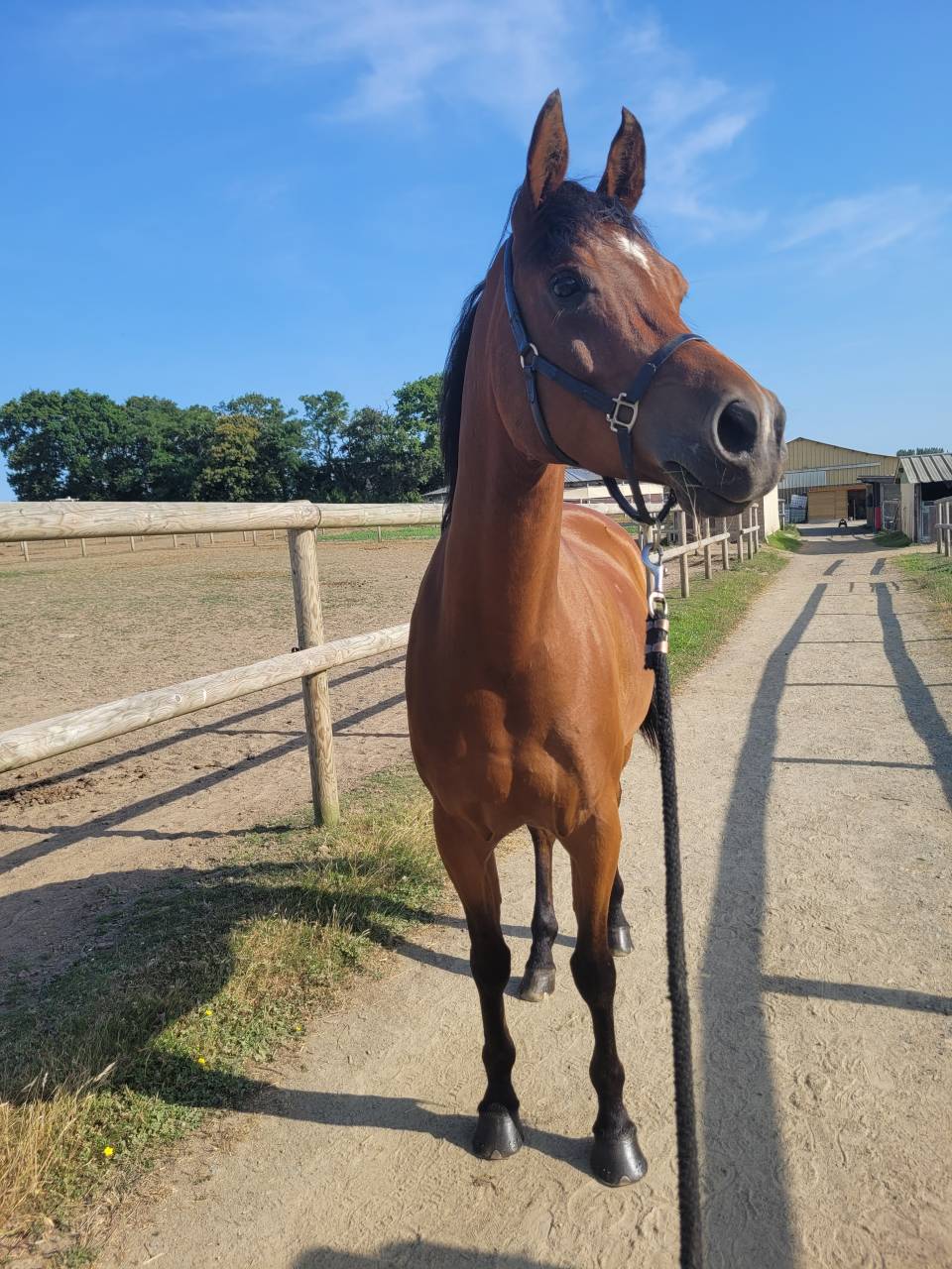 Gelding Arabian Thoroughbred For sale 2020 Bay