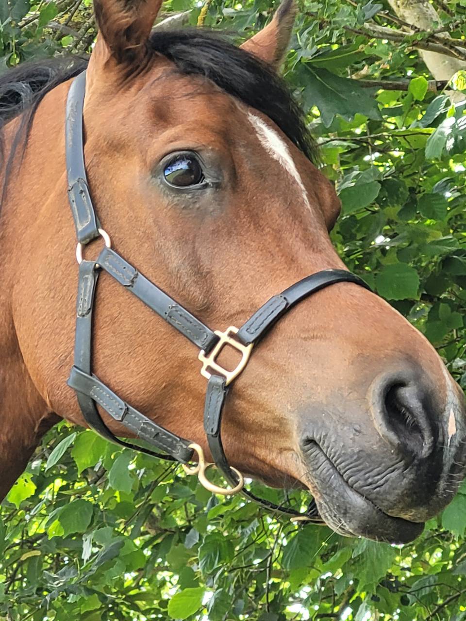 Gelding Arabian Thoroughbred For sale 2020 Bay