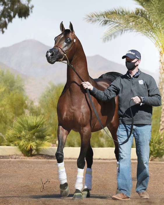 Gelding Arabian Thoroughbred For sale 2020 Bay